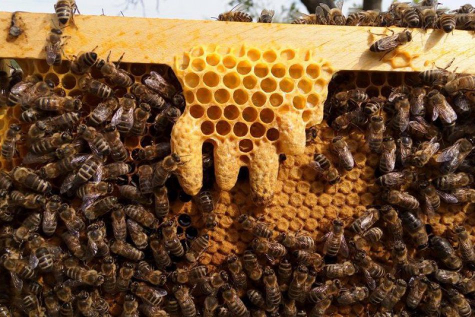 Ilustračný obrázok k článku FOTO: Včelár takmer prišiel o úle za vyše tisíc eur, zlodeja pristihol pri čine