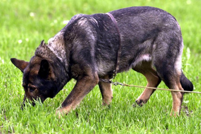 Ilustračný obrázok k článku Pes v Brezne napádal psov aj ľudí. Pri Hrone padol osudný výstrel