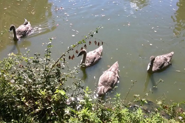 Ilustračný obrázok k článku FOTO: Labute v lučeneckom parku priťahujú pohľady. Ako sa darí operenej rodinke?