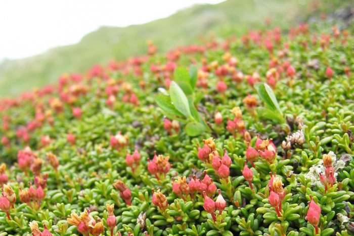 Ilustračný obrázok k článku Ochranári na území TANAP-u hľadajú vzácnu rastlinu: Nájde sa skalienka ležatá?