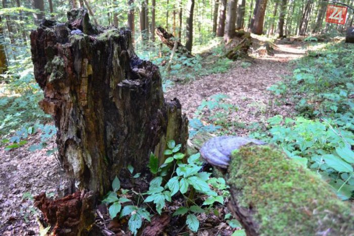 Ilustračný obrázok k článku FOTO: Zelený klenot Horehronia. Čo ukrýva tajomný Dobročský prales?