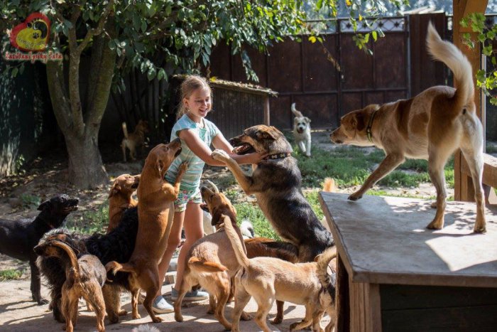 Ilustračný obrázok k článku V Šali renovujú priestory pre zatúlané psíky: Budú mať vynovené bývanie