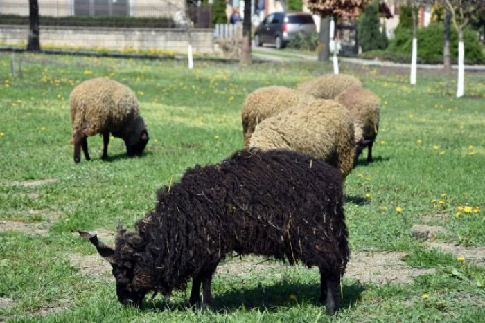 Ilustračný obrázok k článku Z REGIÓNOV: Bystrický gazda "dobačoval", na jeho ovečky si posvietili daniari