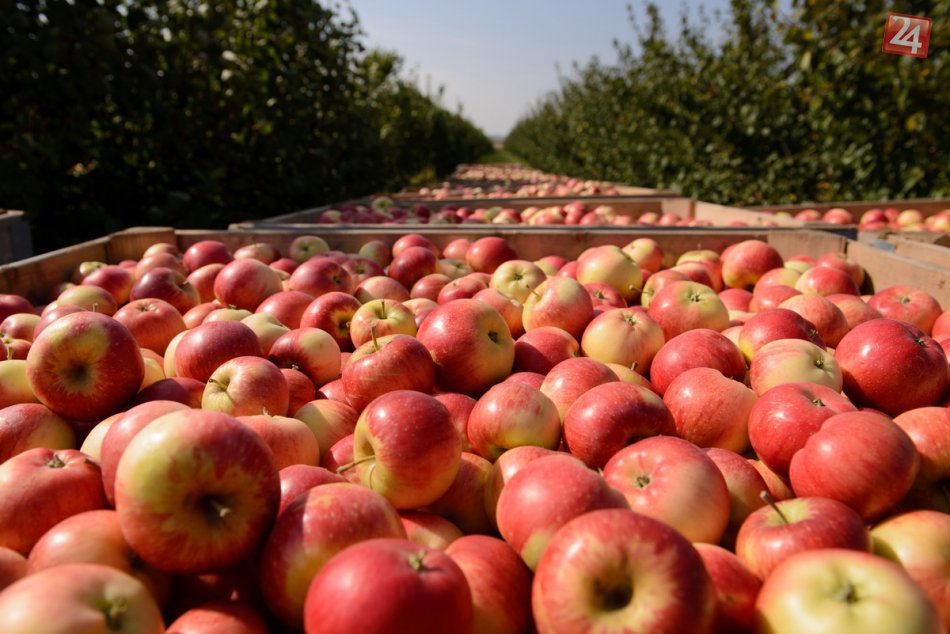 Ilustračný obrázok k článku Zdravé a chutné jabĺčka: V sade neďaleko Nitry začali so zberom, FOTO!