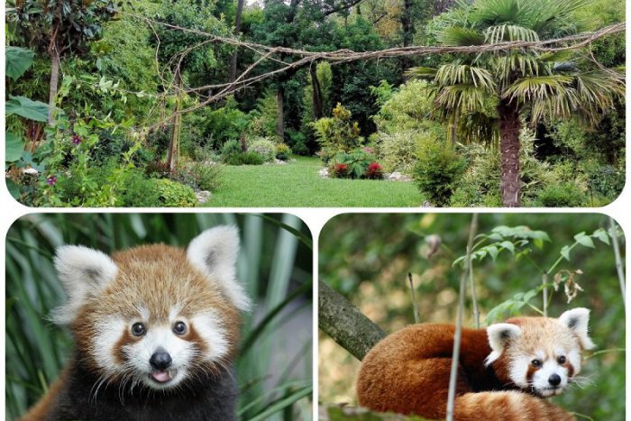 Ilustračný obrázok k článku Z nádhernej tropickej záhrady v bratislavskej ZOO sa najviac tešia pandy