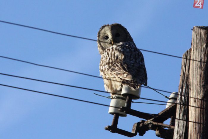 Ilustračný obrázok k článku Sedím na vedení a je mi dobre! Potrebujú pomoc, aby ich elektrina nezabila