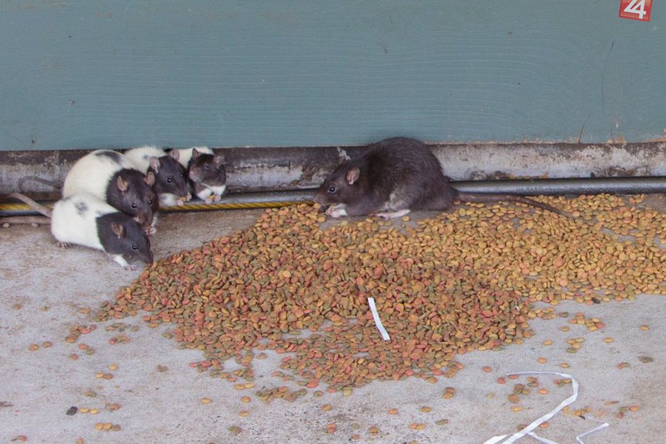 Ilustračný obrázok k článku Rozmnožili sa potkany. Hygienici nariadili povinnú deratizáciu na území celého mesta