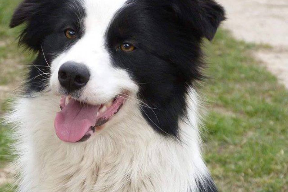 Ilustračný obrázok k článku VIDEO: Roztomilý psík z Trnavy hviezdi v klipe známeho speváka