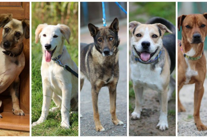 Ilustračný obrázok k článku Súčasný stav žilinského útulku: 29 psíkov, čaká na nový domov, FOTO