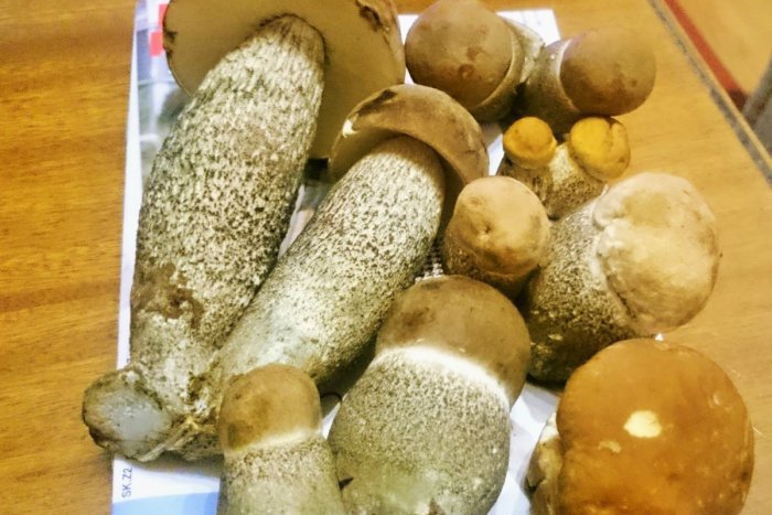 Ilustračný obrázok k článku Z REGIÓNOV: Obete Tatier si uctia skôr, huby skáču do košíkov po dvojiciach