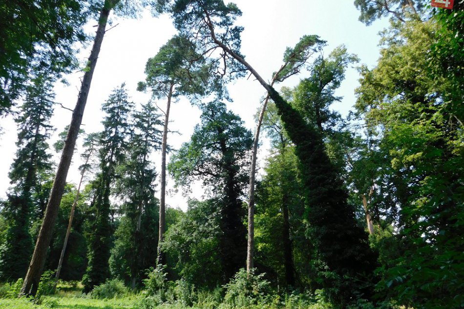 Ilustračný obrázok k článku Gigantické stromy, kaštieľ i krásny park: Zoznámte sa so zaujímavou obcou pri Trnave