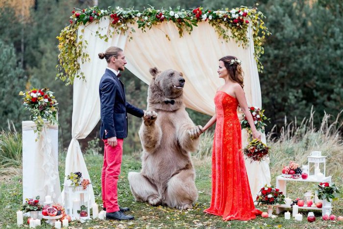 Ilustračný obrázok k článku KURIOZITA DŇA: Sobášiacim bol medveď, ktorý pobozkal nevestu hneď manželovi