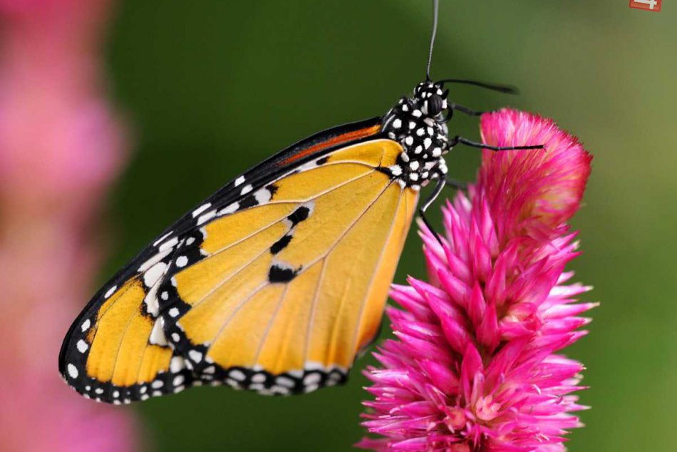 Ilustračný obrázok k článku Sila prírody v Zámkoch: Premena do krásy ponúka detailný pohľad na zrod motýľov