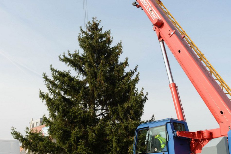 Ilustračný obrázok k článku Do Trnavy mieri vianočný strom z Dolných Orešian: Štefánikovu dočasne uzatvoria