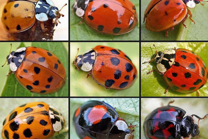 Ilustračný obrázok k článku V prírode môžete pozorovať roje lienok: Sú nebezpečné a prečo im chutí hrozno?