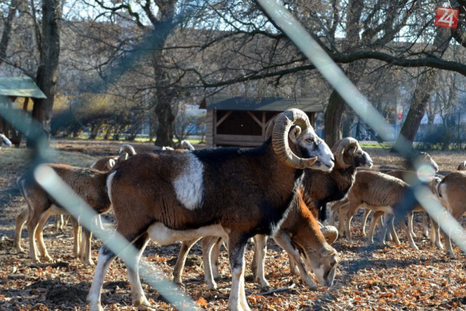 Ilustračný obrázok k článku V Nitrianskom parku uhynul muflón: Otrávilo ho nadmerné množstvo pagaštanov
