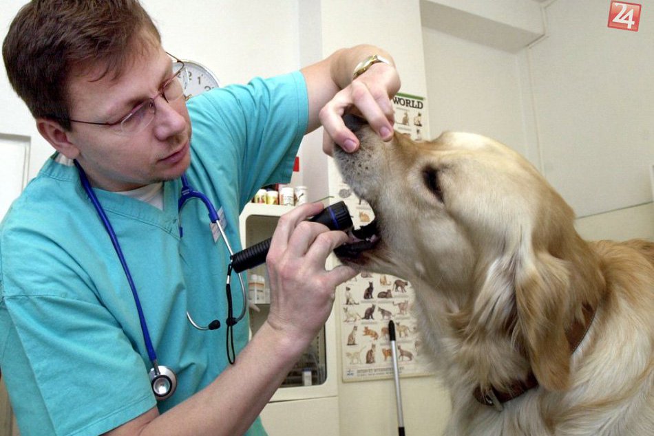 Ilustračný obrázok k článku Budú veterinári od januára operovať bez narkózy?