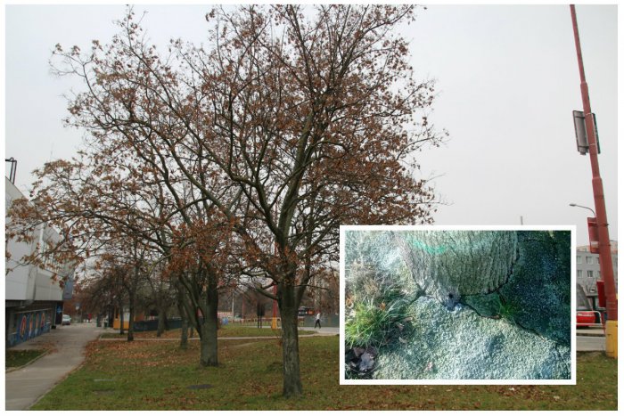 Ilustračný obrázok k článku Zdevastované stromy v Karlovke. Mestská časť podala trestné oznámenie