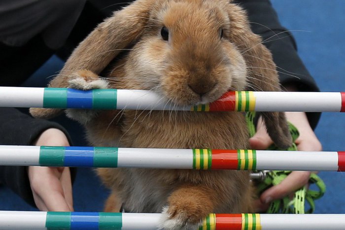 Ilustračný obrázok k článku Netradičné preteky: V Nitre budú 1. majstrovstvá v králičom hope