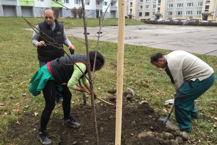 Ilustračný obrázok k článku Krásny počin dobrovoľníkov: Na Podbrezinách vysadili 40 nových stromov, FOTO