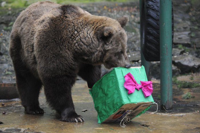 Ilustračný obrázok k článku Vianoce v košickej zoo: Čaká nás množstvo skvelých zážitkov!