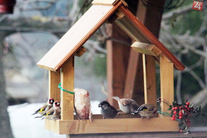 Ilustračný obrázok k článku Ľudia bez domova pomáhajú mestským vrabcom a sýkorkám prežiť zimu