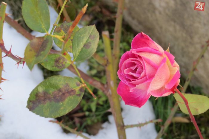 Ilustračný obrázok k článku Z REGIÓNOV: Spod snehu vykukla takáto krásna ruža!