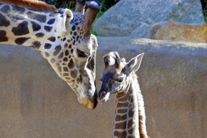 Ilustračný obrázok k článku KURIOZITA DŇA: Dlhokrkým žirafám hrozí vyhynutie