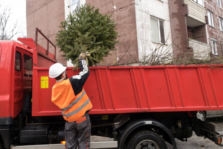 Ilustračný obrázok k článku O odvoz vianočných stromčekov sa aj tento rok postará OLO. Kedy začnú zbierať?