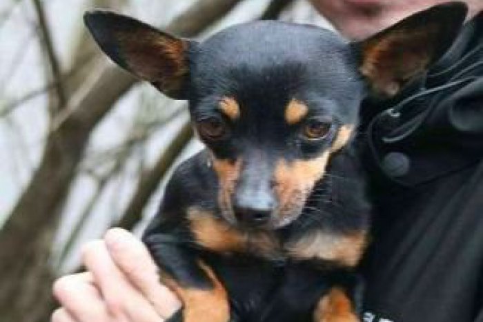 Ilustračný obrázok k článku Bystričanke sa stratil milovaný psík. Pomôžte nájsť fenku Sisi, potrebuje lieky!