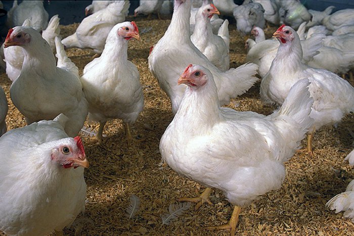 Ilustračný obrázok k článku Tri ohniská vtáčej chrípky: Veterinári upozorňujú chovateľov na Spiši