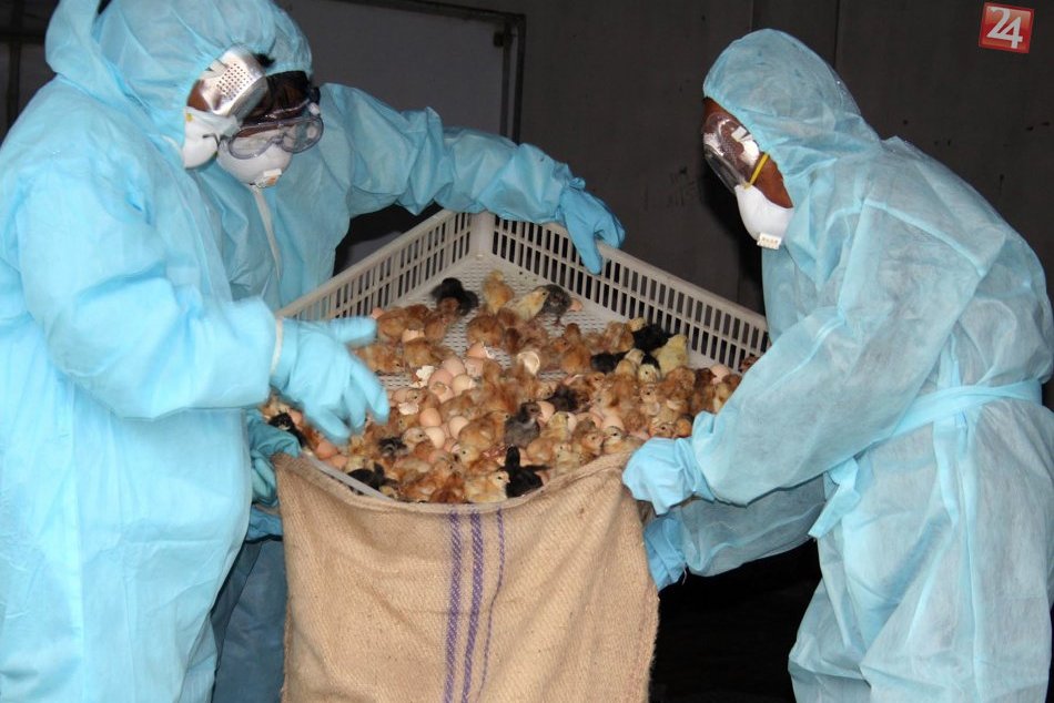 Ilustračný obrázok k článku Vtáčia chrípka v bojnickej ZOO: Museli utratiť desiatky zvierat
