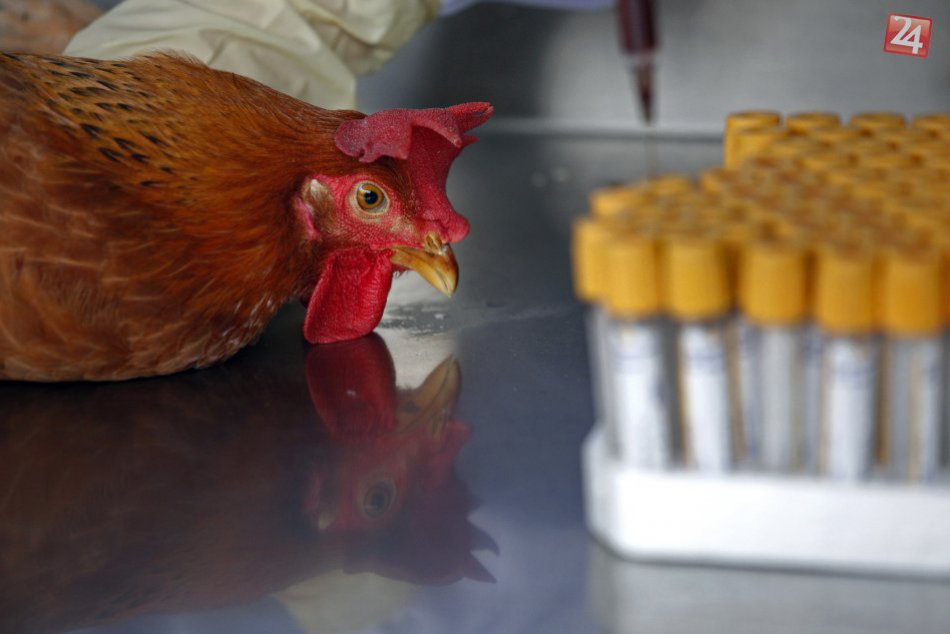 Ilustračný obrázok k článku Vtáčia chrípka na Slovensku: Podľa košickej odborníčky sa ľudia nemusia obávať konzumácie vajíčok