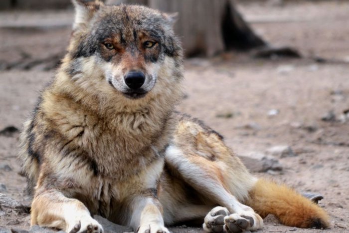 Ilustračný obrázok k článku V ZOO otvoria tento rok novú chovnú stanicu pre vlky