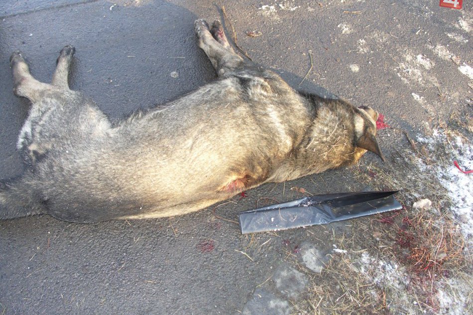 Ilustračný obrázok k článku FOTO: Neskutočné zverstvo na lučeneckom sídlisku. Neznámy páchateľ zastrelil psa!