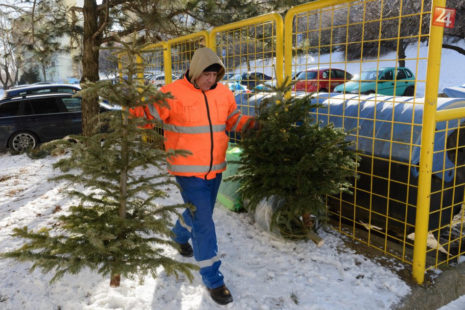 Ilustračný obrázok k článku Vianočné stromčeky v Košiciach: Dokedy sa realizuje zber?