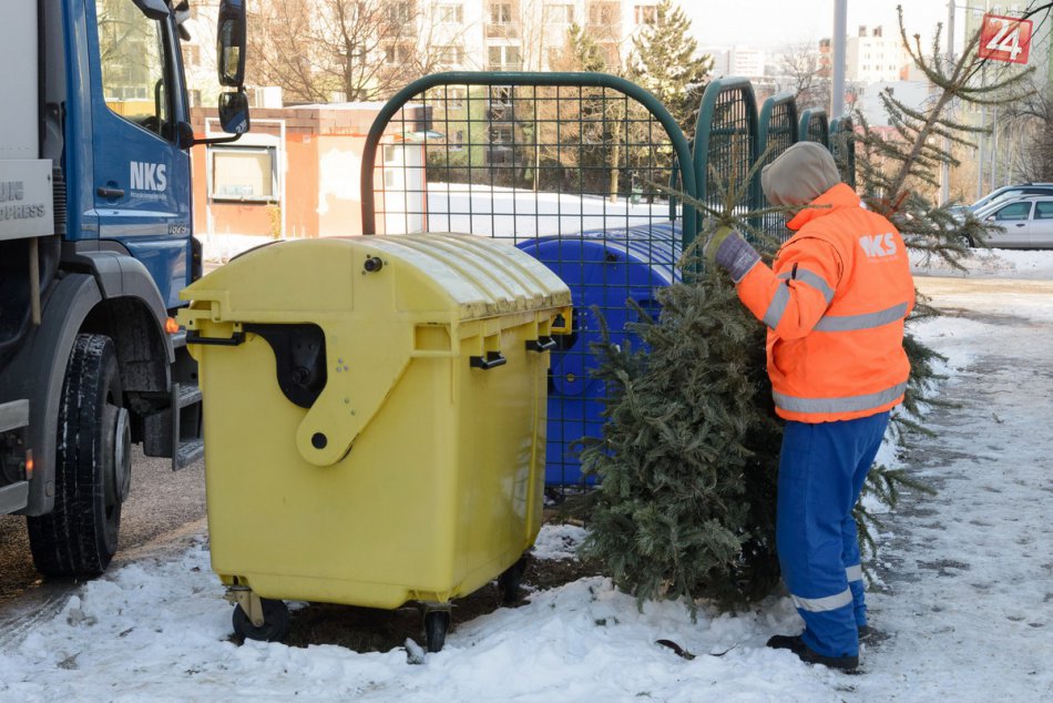 Ilustračný obrázok k článku Neviete, čo s vianočnými stromčekmi? Tie bystrické nájdu využitie aj po sviatkoch