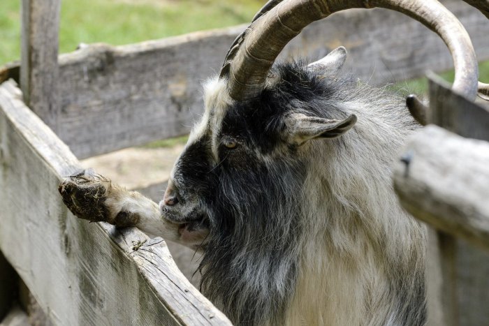Ilustračný obrázok k článku Zvieratá v mestskom parku na Sihoti utekali z výbehu: Dostanú novú ohradu