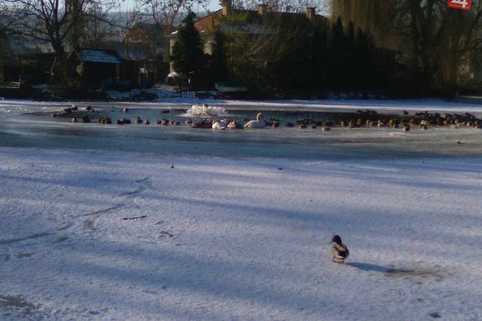 Ilustračný obrázok k článku FOTO: Mrazy pocítilo aj vodné vtáctvo. V lučeneckom parku nezostalo bez pomoci