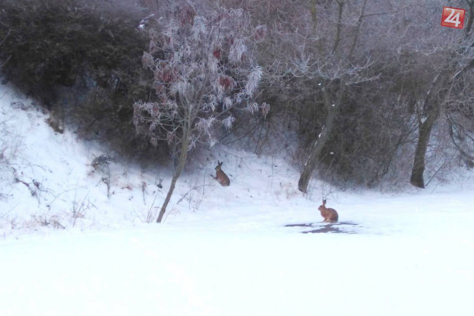 Ilustračný obrázok k článku FOTO: Nevšední hostia, nitriansku základnú školu navštívil zajačí párik