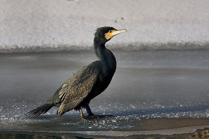 Ilustračný obrázok k článku Viete, aké vtáky zimujú v Tatrách? Pozrite, ktoré to sú: Kormorán aj potápač