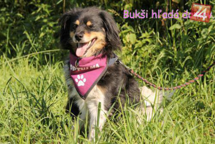 Ilustračný obrázok k článku Odoláte ich láskavým pohľadom? Chlpáčikovia z košického útulku túžia po novej rodine! FOTO