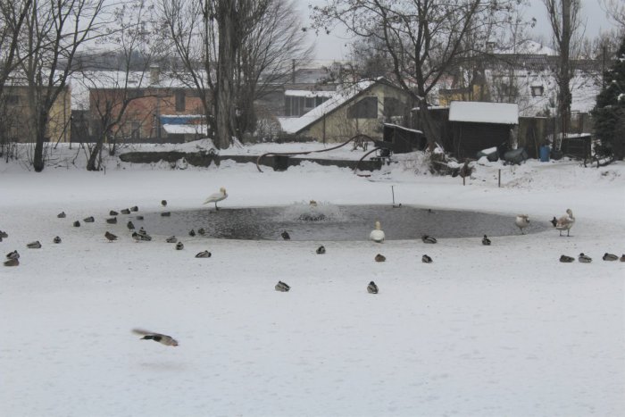 Ilustračný obrázok k článku FOTO: Vtáčia chrípka útočí aj v Lučenci! Doplatili na ňu labute v mestskom parku