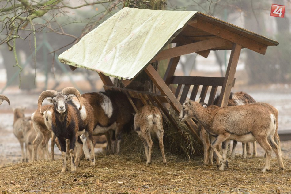 Ilustračný obrázok k článku Tip na výlet: Mestský park na Sihoti v Nitre obývajú muflóny, teliatko aj oslík