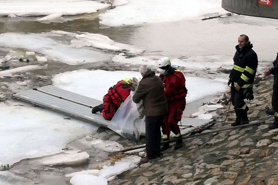 Ilustračný obrázok k článku FOTO: Zásah hasičov na zamrznutej rieke Nitra, z vody vyťahovali mŕtve vtáky