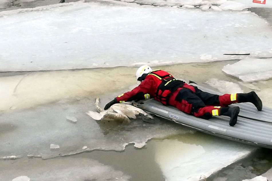 Ilustračný obrázok k článku V Nitre sa potvrdil vírus vtáčej chrípky: Nakazené ním boli uhynuté labute