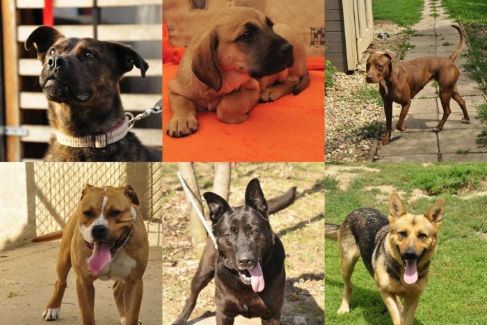 Ilustračný obrázok k článku Havkáči, ktorým môžete rozžiariť oči: FOTO psíkov, ktorí v Trnave hľadajú nový domov