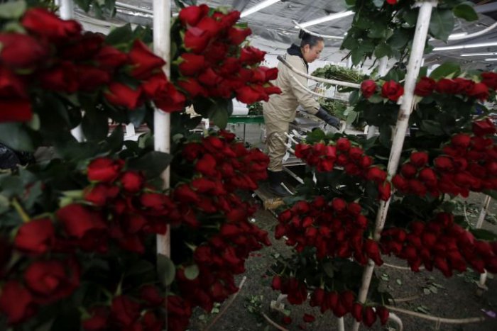 Ilustračný obrázok k článku KURIOZITA DŇA: Kolumbijským ružiam konkuruje na Valentína kokaín