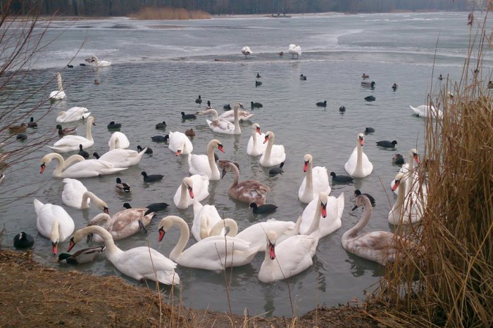 Ilustračný obrázok k článku Vtáčia chrípka v Petržalke: Uhynutá labuť bola infikovaná vírusom