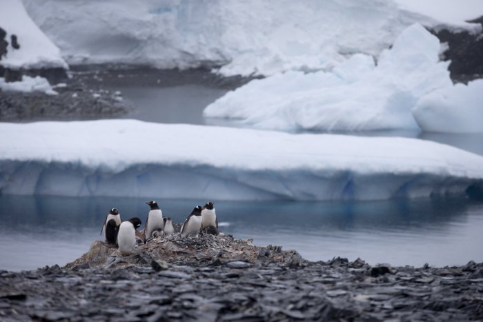 Ilustračný obrázok k článku Vedecká expedícia na Antarktíde so spoluúčasťou UPJŠ: Ako pokročil výskum?